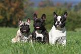 BOULEDOGUE FRANCAIS 593